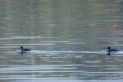 Ferruginous Duck