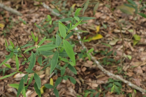 Wikstroemia lanceolata observed 2026-08-01