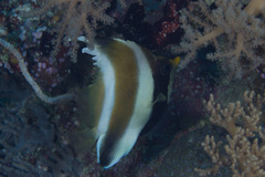 Heniochus chrysostomus