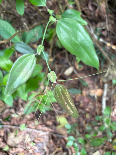 Smilax ocreata