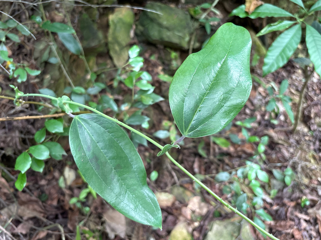 Smilax ocreata; photograph (c) 黃美滿, some rights reserved (CC BY)