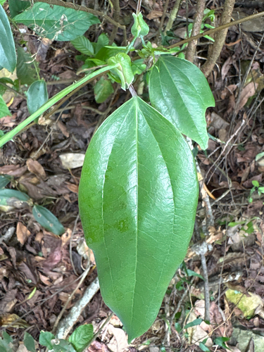 Smilax ocreata, photograph 2