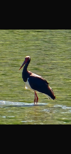 Black Stork