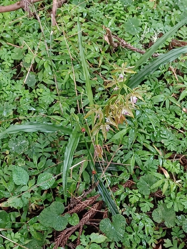Calanthe arcuata observed 2026-08-02