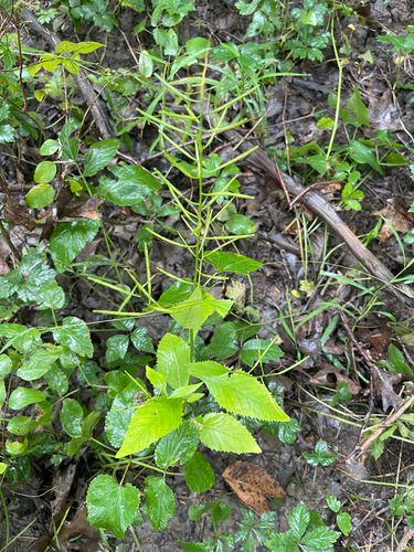 Iodanthus pinnatifidus, 2026-08-01