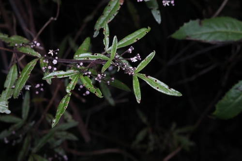 Sandfly Zieria