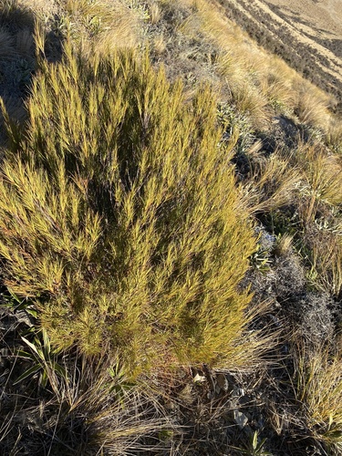 Dracophyllum longifolium, photograph 1