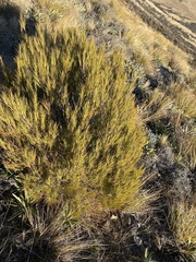 author not stated, no rights reserved Dracophyllum longifolium, photograph author not stated, no rights reserved