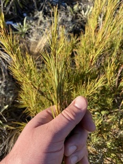 author not stated, no rights reserved Dracophyllum longifolium, photograph author not stated, no rights reserved