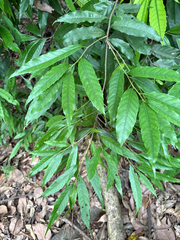 Castanopsis chinensis