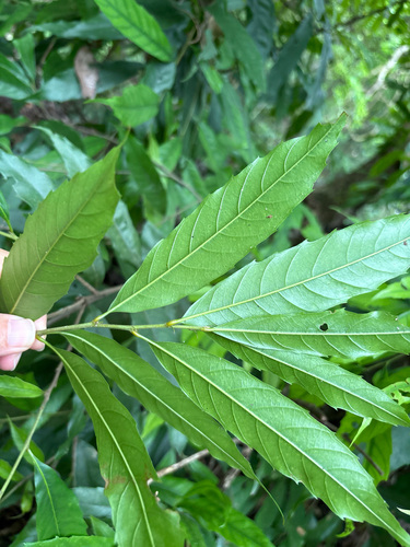Castanopsis chinensis, photograph 2