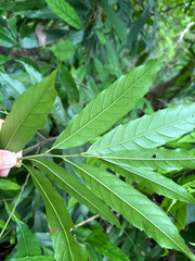 Castanopsis chinensis, photograph (c) 黃美滿, some rights reserved (CC BY)