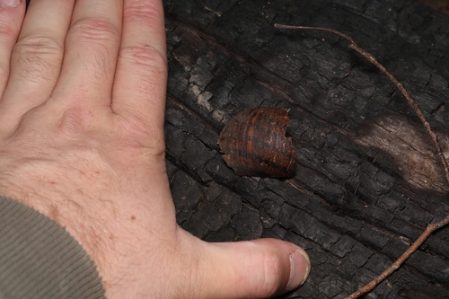 Giant Panda Snail