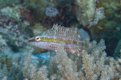 Oxycheilinus orientalis