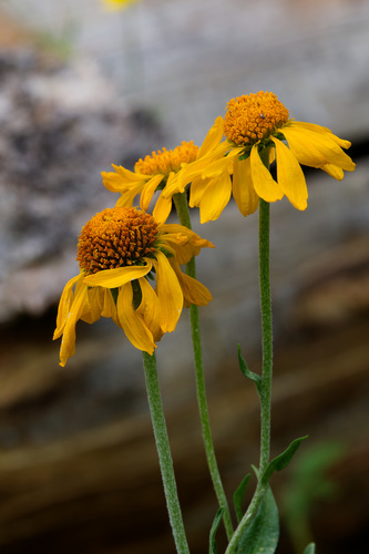 Hymenoxys hoopesii, photograph 4