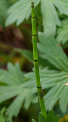 Equisetum laevigatum, photograph (c) Daughter Dad, some rights reserved (CC BY)