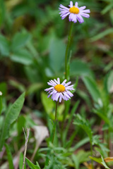 Erigeron glacialis, photograph (c) Daughter Dad, some rights reserved (CC BY)