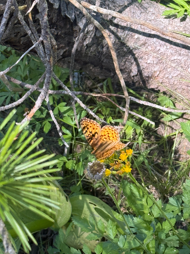 iNaturalist observation photo of Great Basin Fritillary