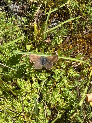 iNaturalist observation photo of Sierra Blue