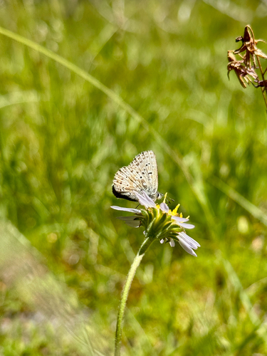 iNaturalist observation photo of Sierra Blue
