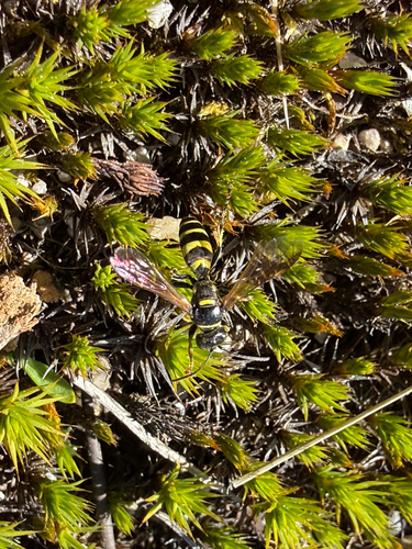 iNaturalist observation photo of Broad-banded Hopper Wasp
