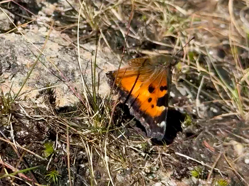 iNaturalist observation photo of California Tortoiseshell