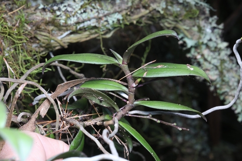 Common tangle orchid