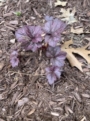 Heuchera puberula