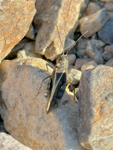 iNaturalist observation photo of Pronotal Range Grasshopper