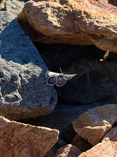 iNaturalist observation photo of Shasta Blue