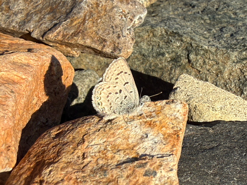 iNaturalist observation photo of Shasta Blue