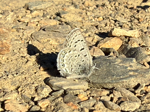 iNaturalist observation photo of Shasta Blue