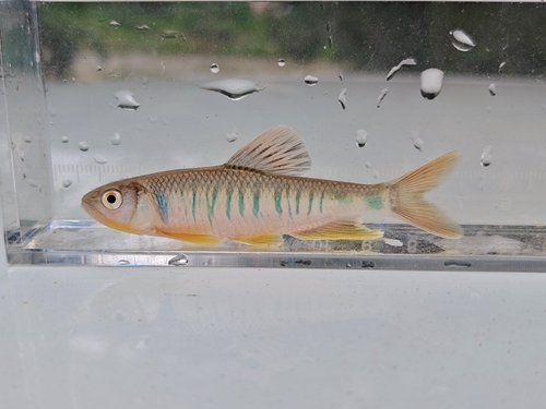 Hainan predatory carp (Opsariichthys hainanensis) — Cyprinidae — 5