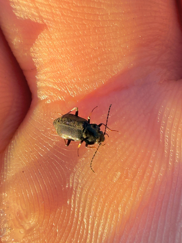 iNaturalist observation photo of Beetles