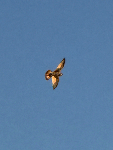 iNaturalist observation photo of American Kestrel