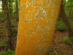 Trentepohlia umbrina