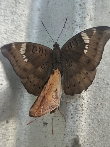 Common Baron