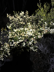 Acacia brunioides, photograph (c) Lucas Christofides, some rights reserved (CC BY)