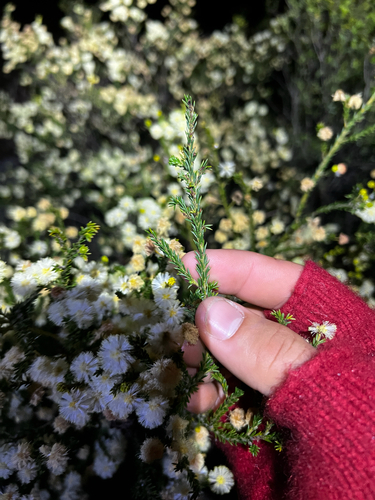 Acacia brunioides, photograph 5