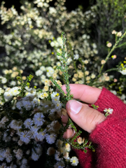 (c) Lucas Christofides, some rights reserved (CC BY) Acacia brunioides, photograph (c) Lucas Christofides, some rights reserved (CC BY)