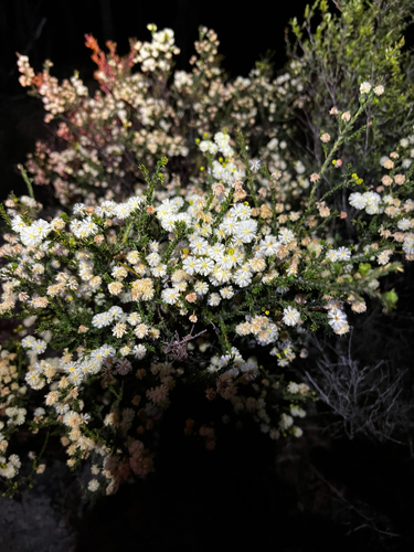 Acacia brunioides, photograph 3