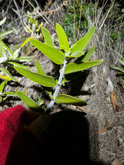 Coleus alloplectus, photograph (c) Lucas Christofides, some rights reserved (CC BY)