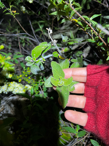 Coleus alloplectus, photograph 6