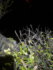 Coleus alloplectus, photograph (c) Lucas Christofides, some rights reserved (CC BY)