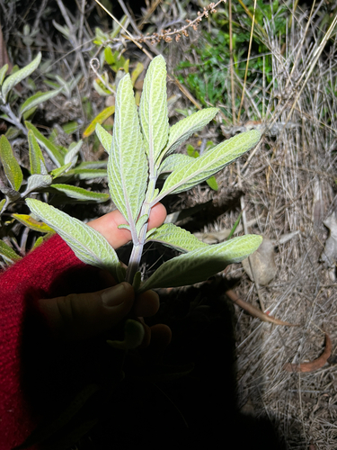 Coleus alloplectus, photograph 3