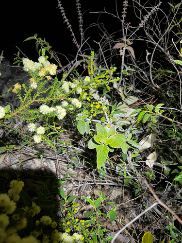 Coleus alloplectus, photograph 4