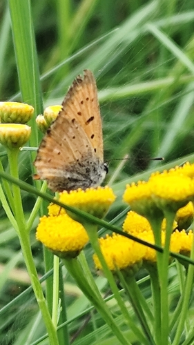 Scarce Copper