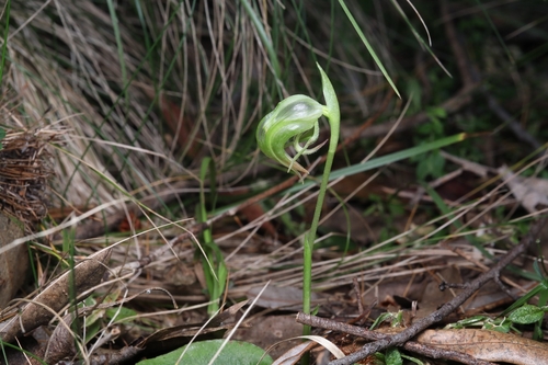 small nodding greenhood