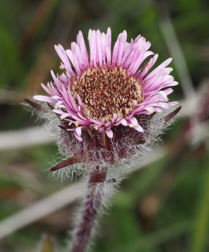 Erigeron borealis, photograph 3