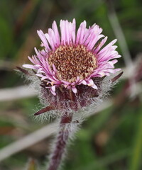 Erigeron borealis, photograph (c) Rosario Douglas, some rights reserved (CC BY)